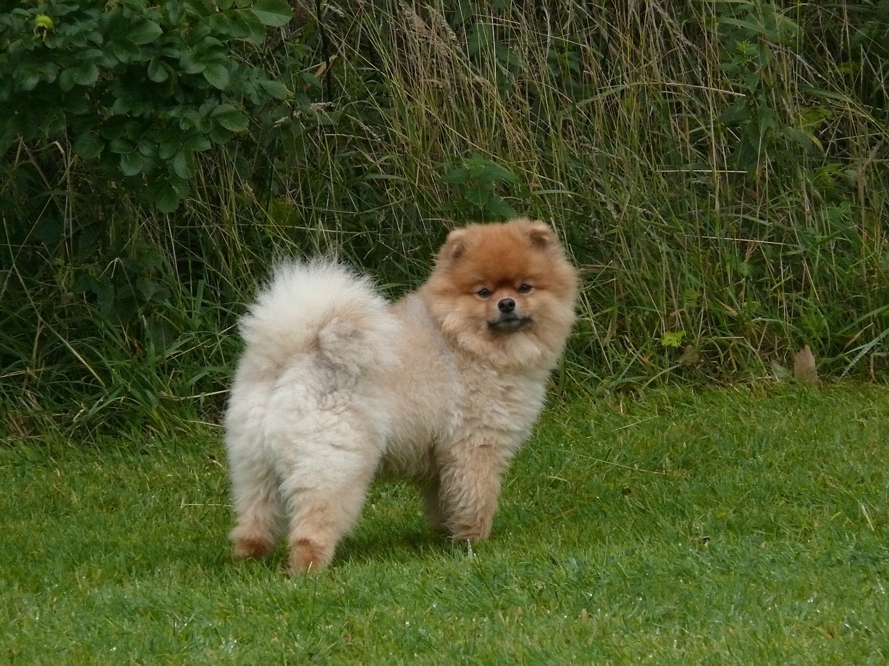 pomeranian outside