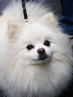 pomeranian