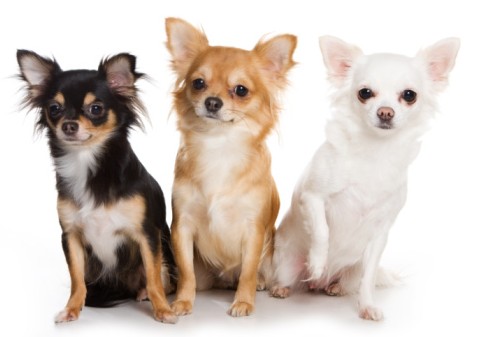chihuahua