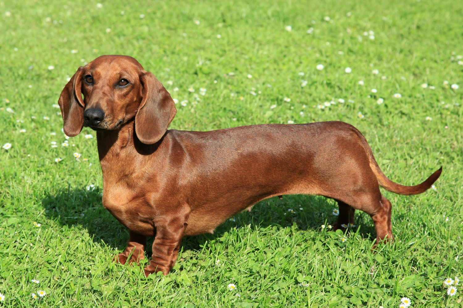 dachshund