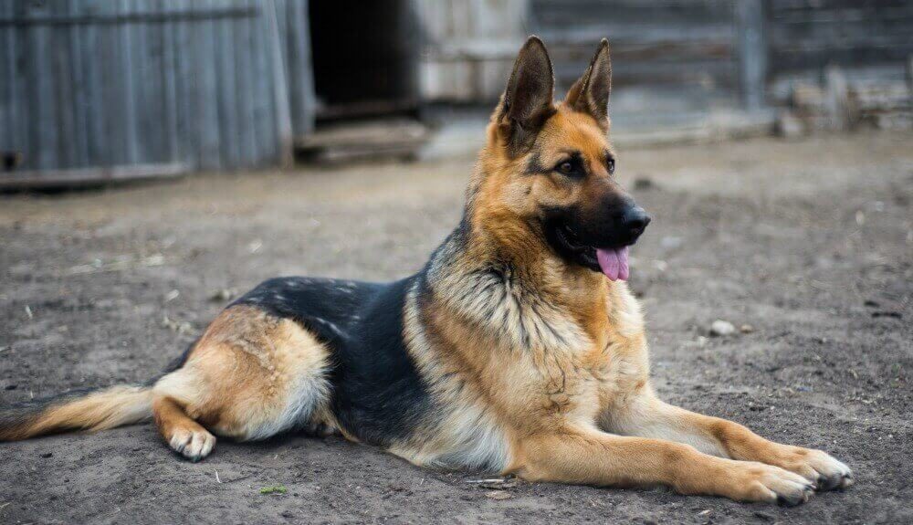 german