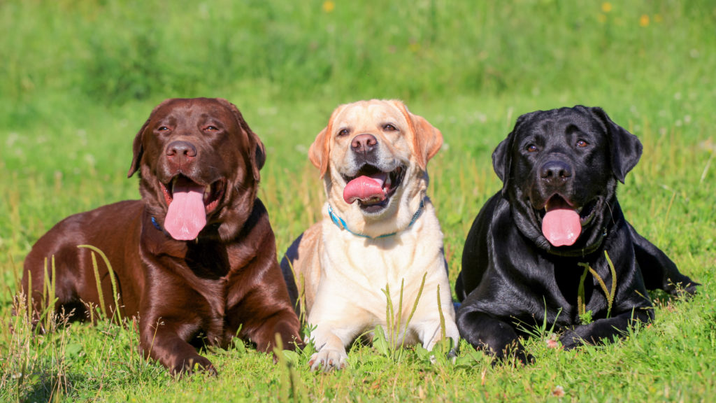 labrador