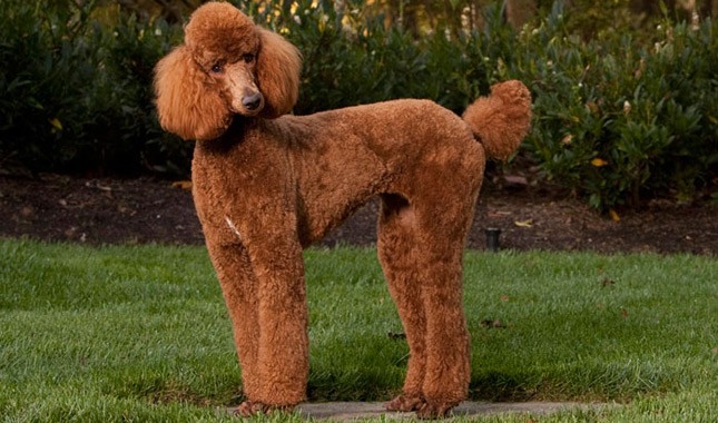 poodle