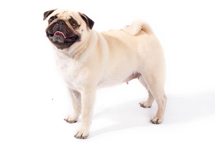 pug