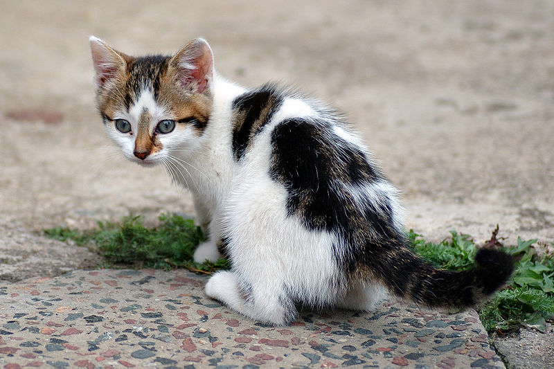 cats height=
