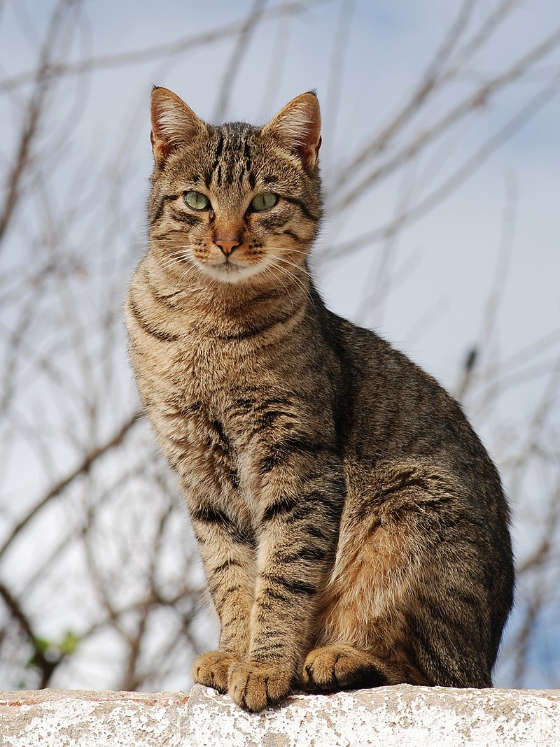 cats height=