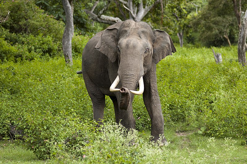 Asian elephant in Bandipur