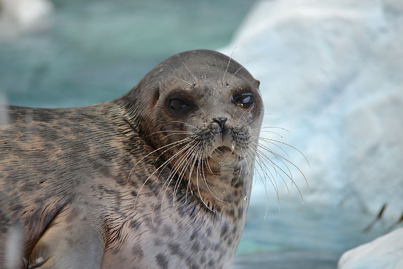 Ringed seal