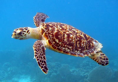 Hawkbill sea turtle