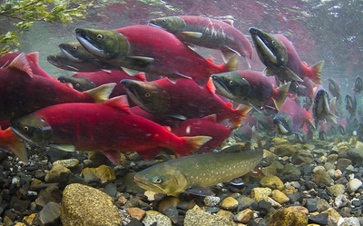 Sockeye salmon