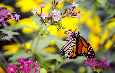 Monarch butterfly