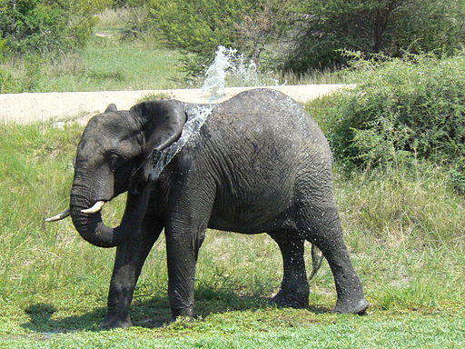 African Elephant Showering