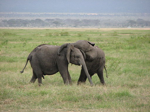 Baby Elephants Playing