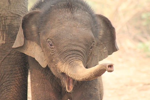 Baby Elephants in a Sancuary