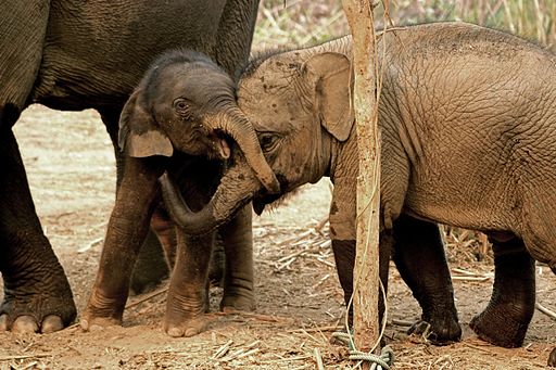 Baby Elephants