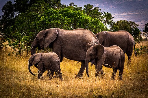 Group of Elephants