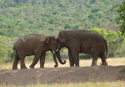 Two Elephants