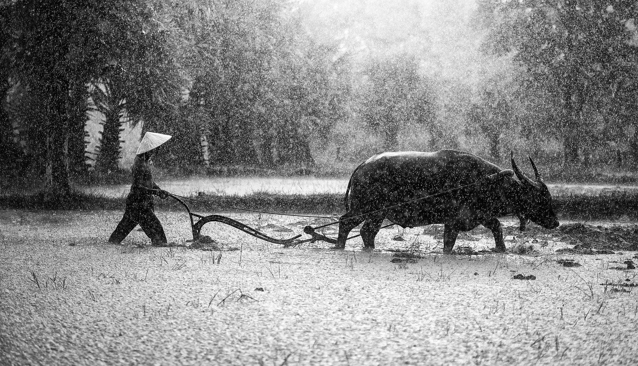 rice field