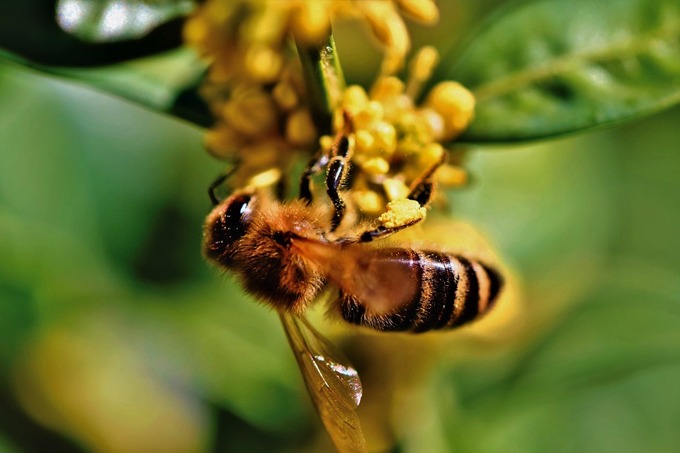 cute bee