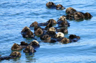 Group of Otters