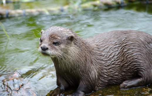 Eurasian Otters