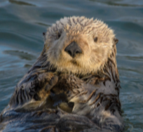Sea otter in the water