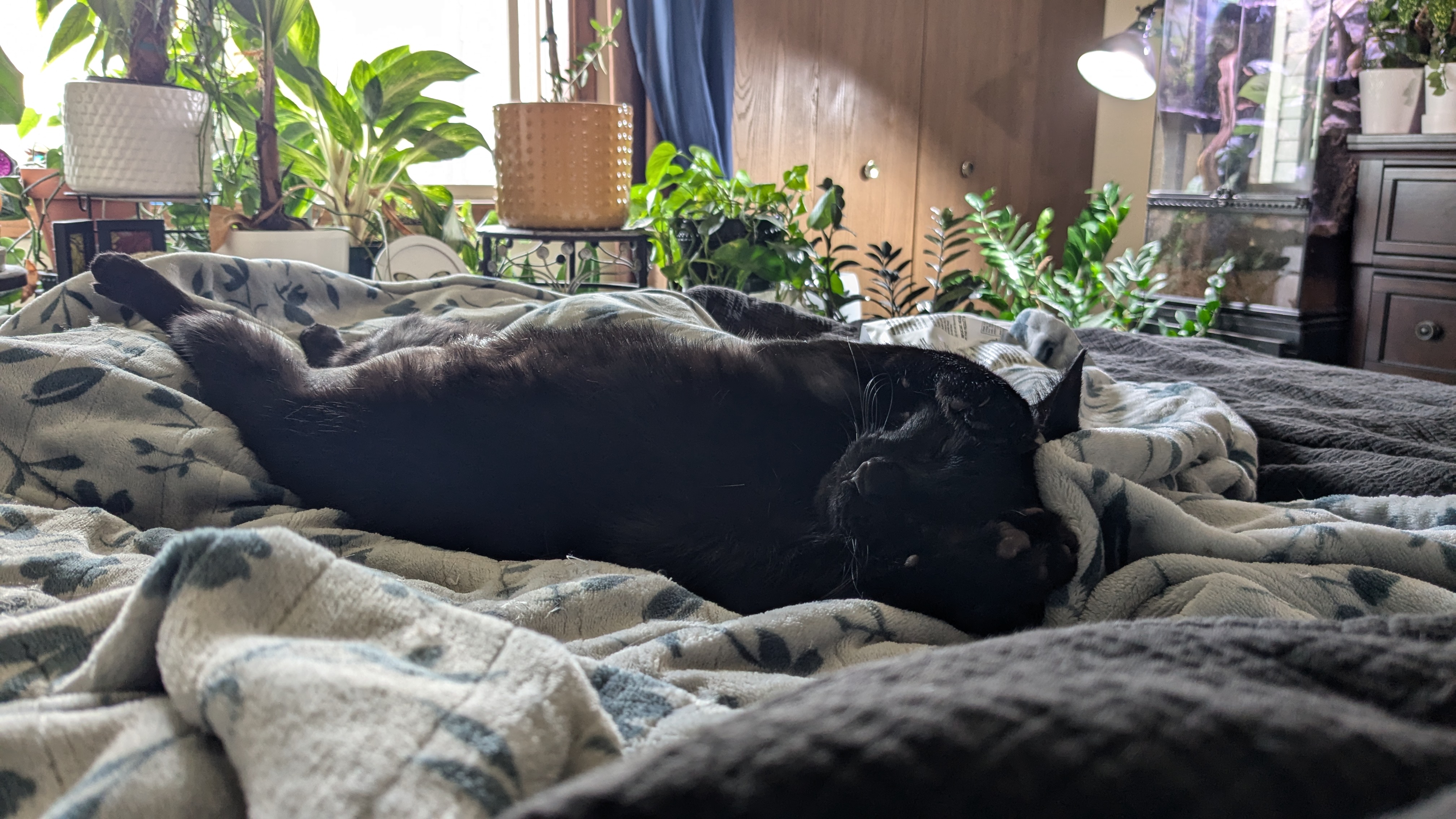 Cat_On_Bed.jpg