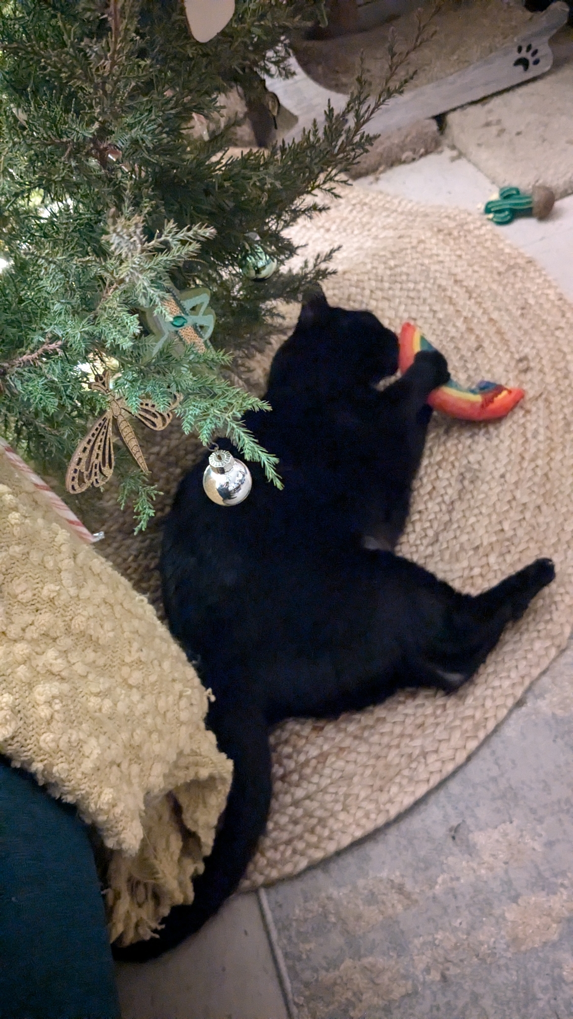 Cat_On_Catnip.jpg