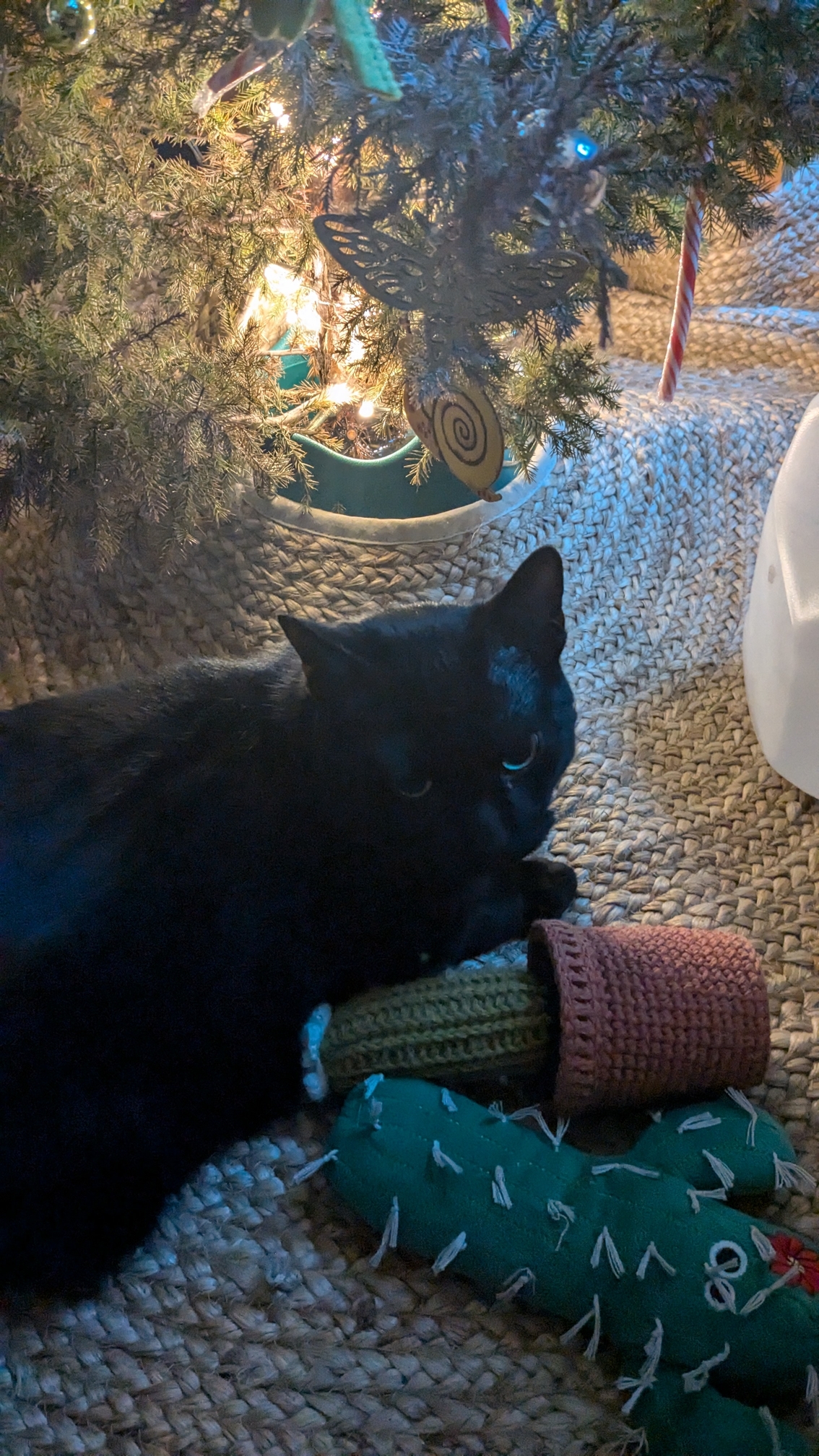 Cat_With_Cactus.jpg