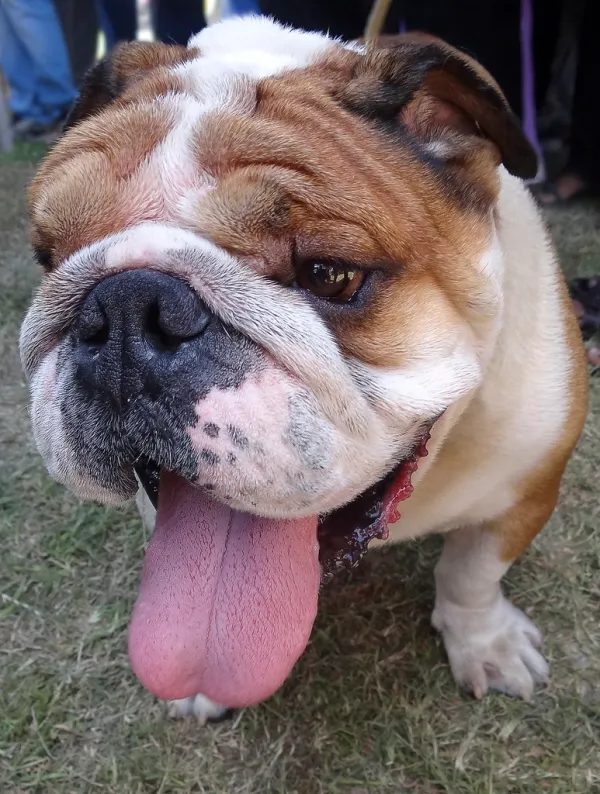 bull