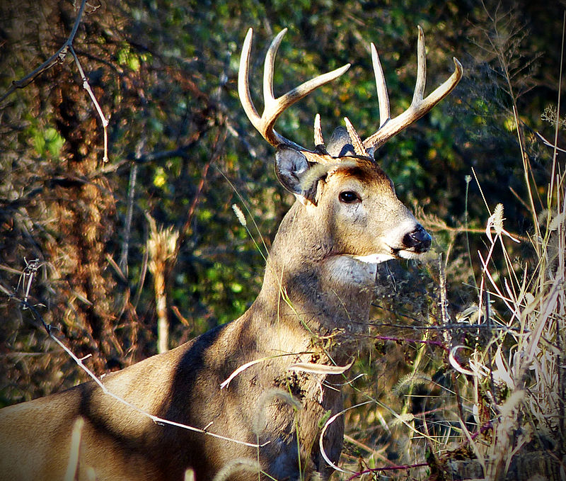 buck