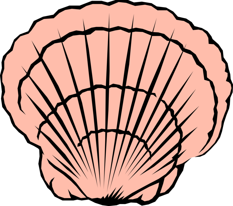 seashell