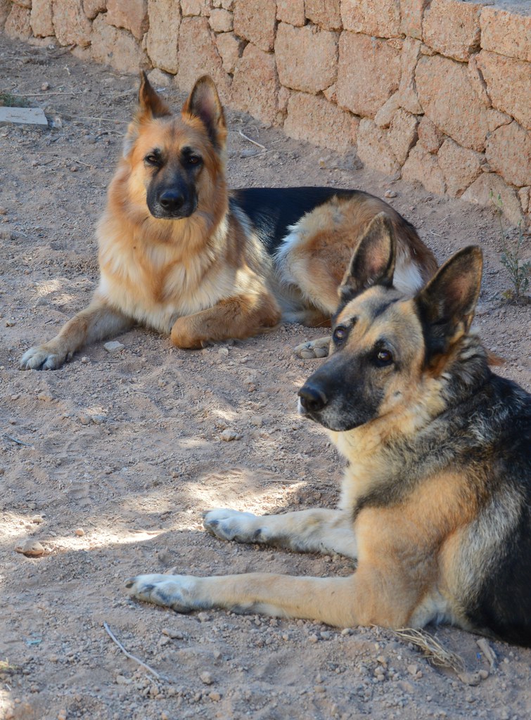 two german shepherds