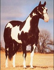 American paint horse