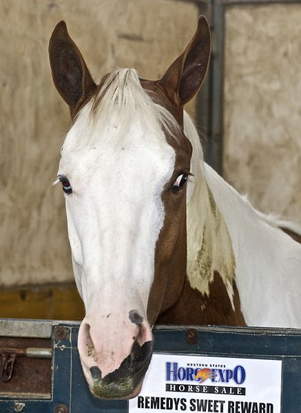 paint horse