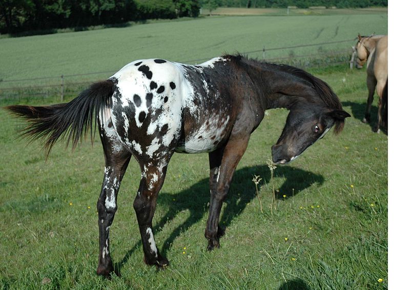 applosa