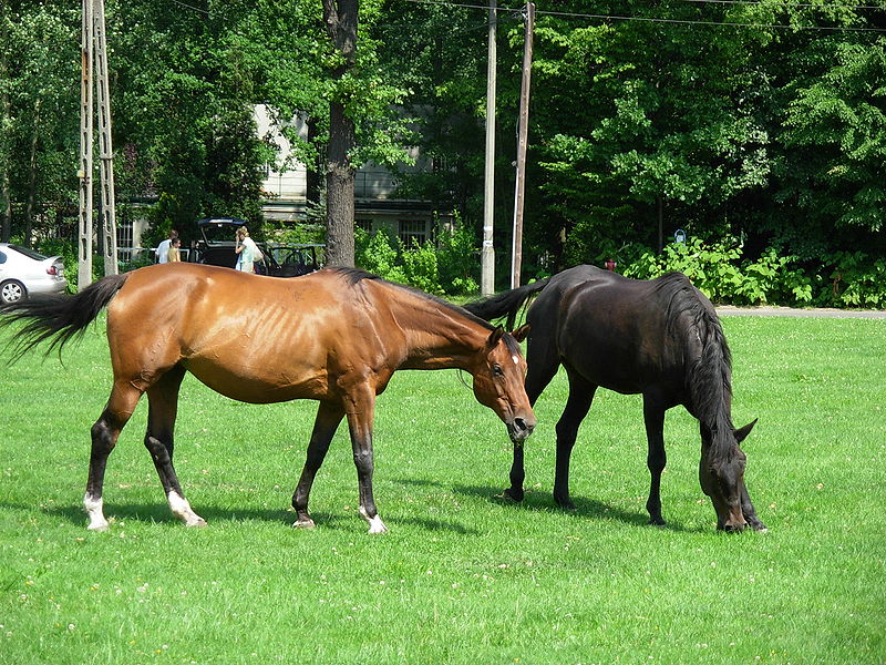 black and browm roan