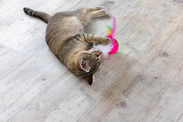 cat playing with feather toy