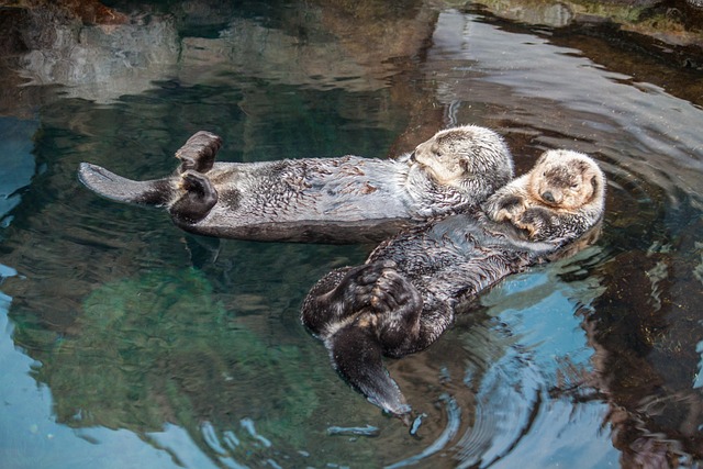 otters swimming together