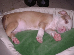 bigbulldogs