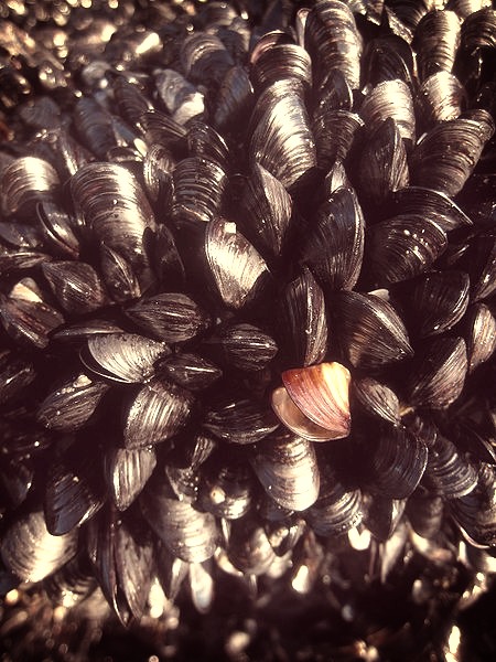 mussels on a beach