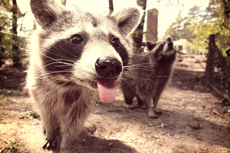 raccoon sticking out tounge