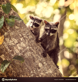 raccoon's in a tree by: Zmachacek
