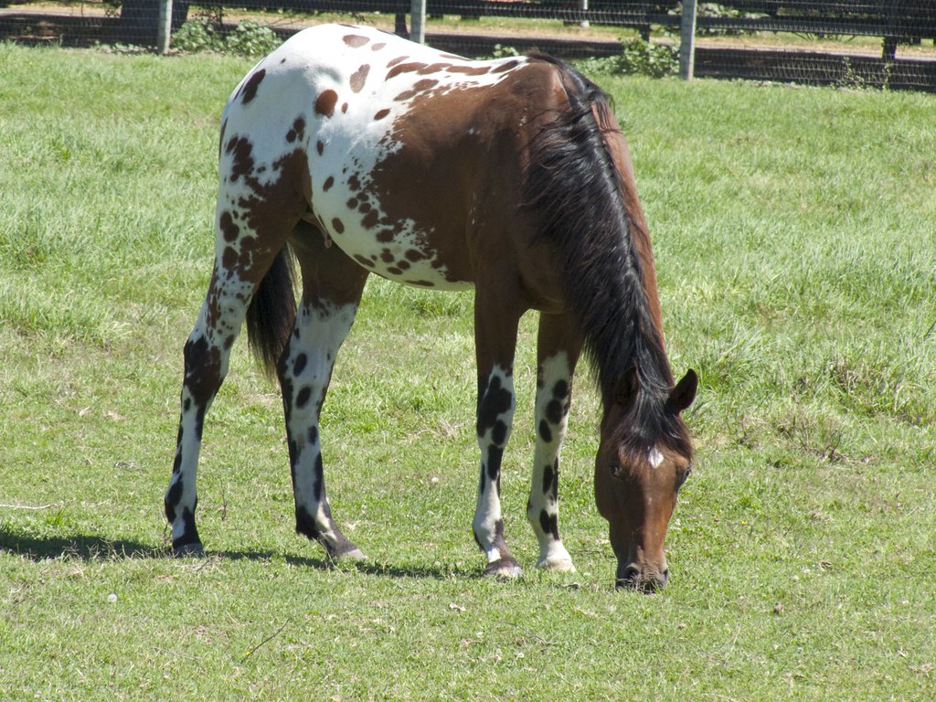 Appaloosa Horse