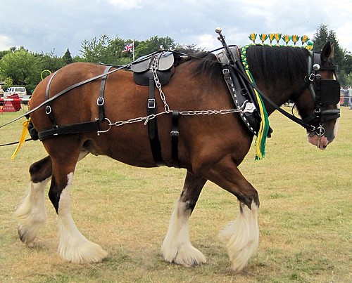 Clydesdale Horse