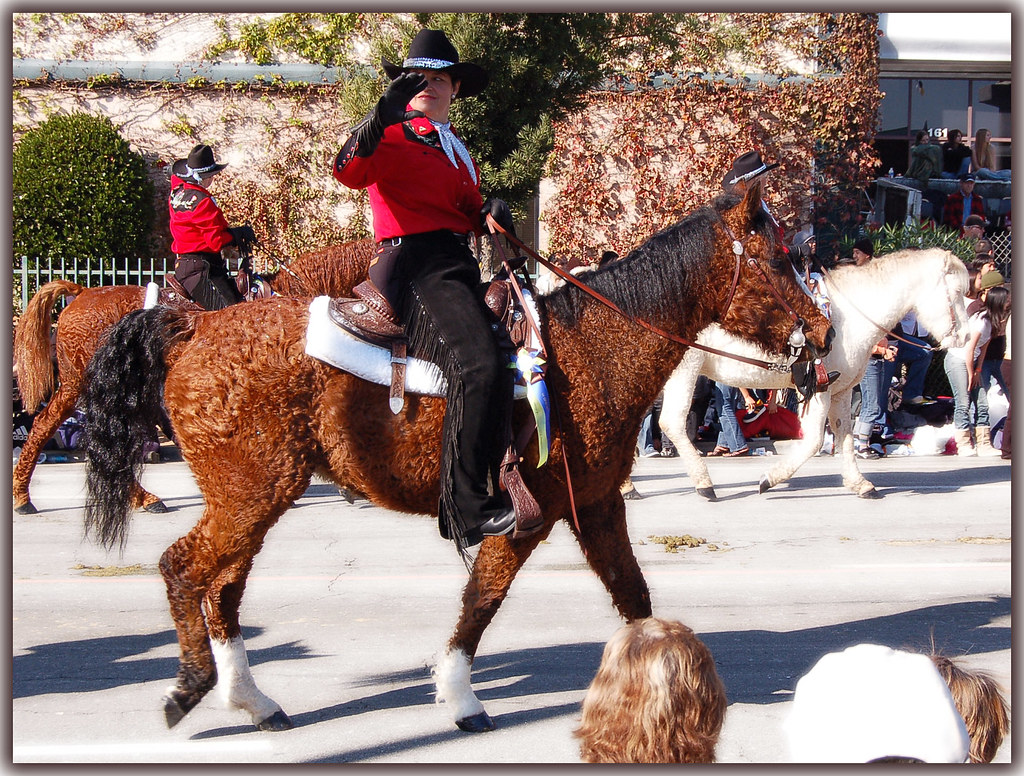 Curly Horse