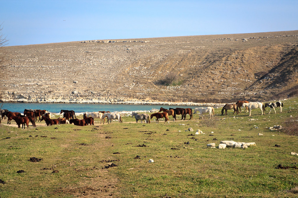 Herd of Horses