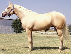 Quarter Horse