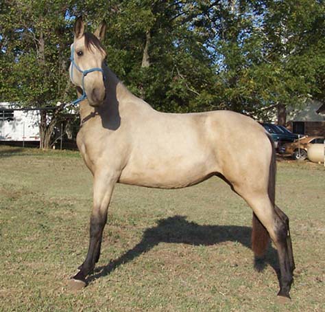 Tennessee Walking Horse