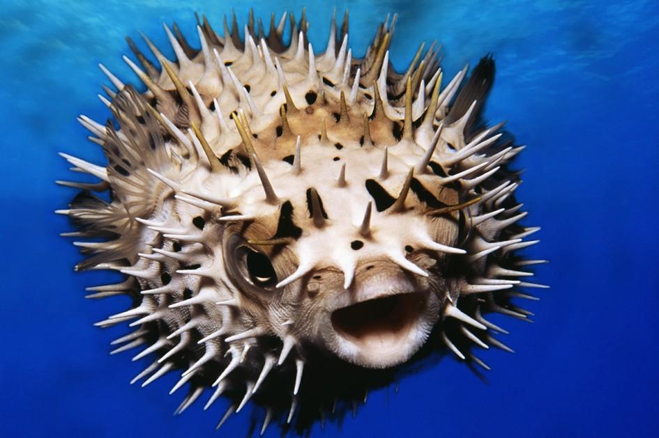 pufferfish in water